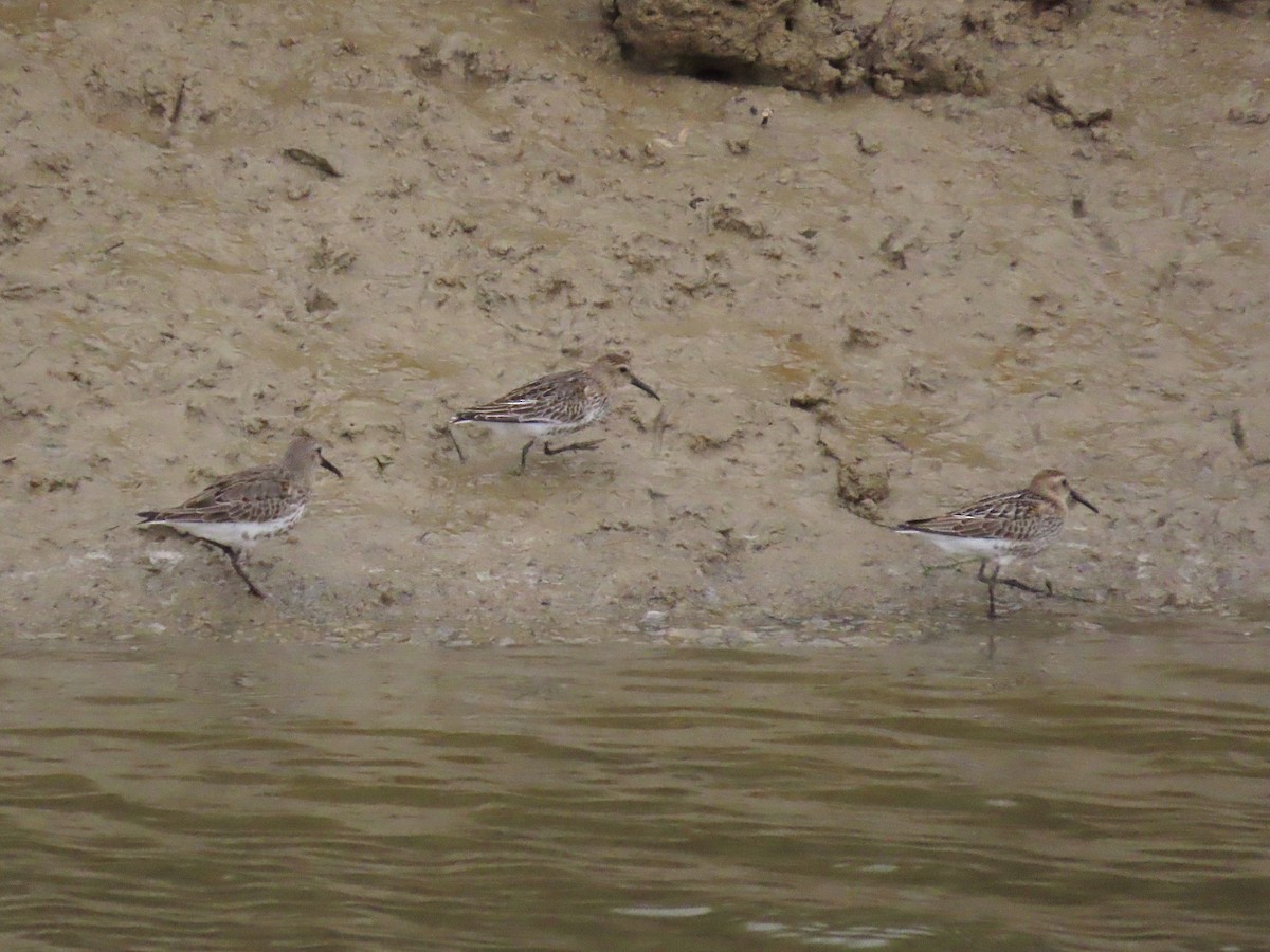 Dunlin - ML265174851