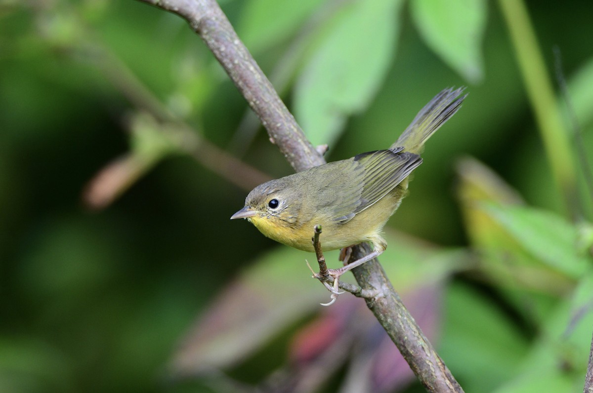 Common Yellowthroat - Jackie Elmore