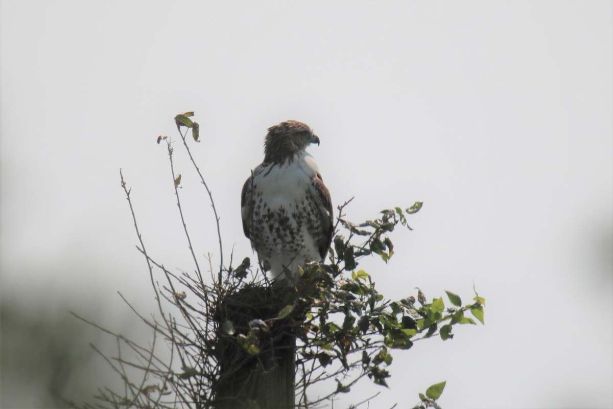 Red-tailed Hawk - ML265176361