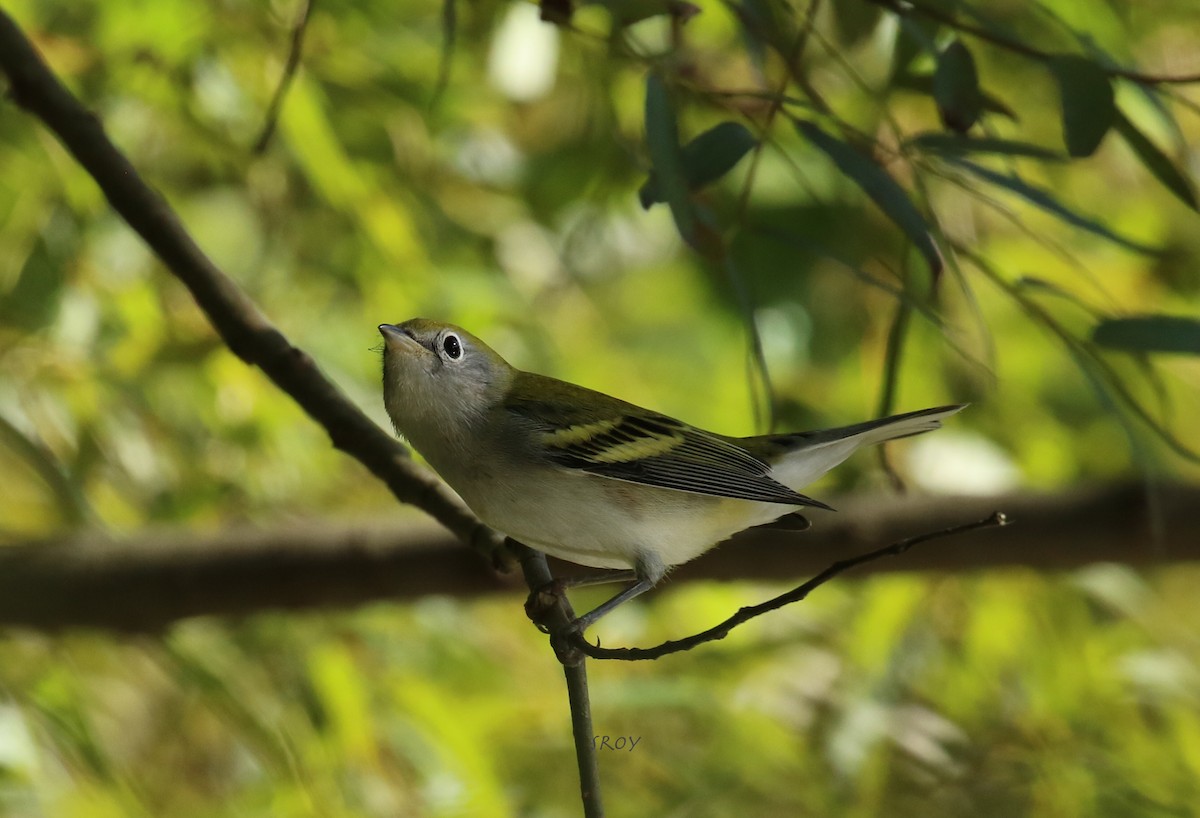 Chestnut-sided Warbler - ML265176371