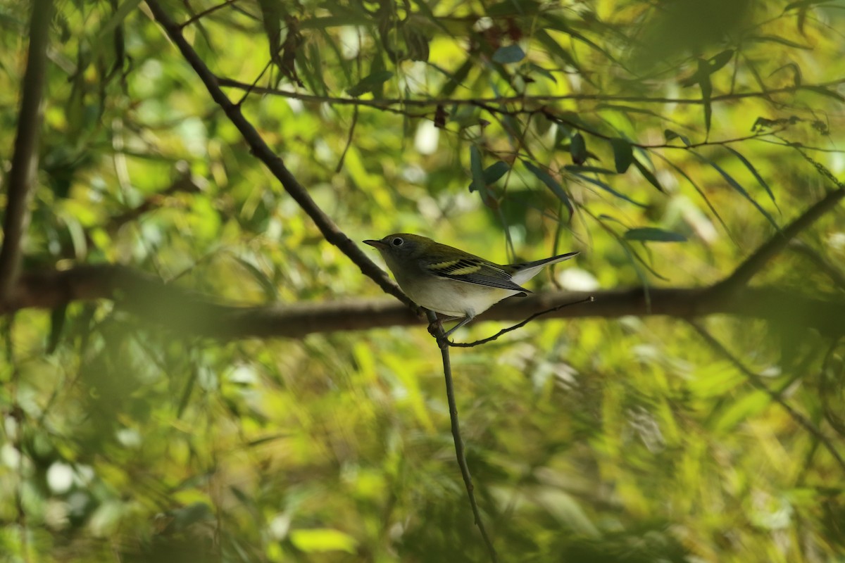 Chestnut-sided Warbler - ML265176731