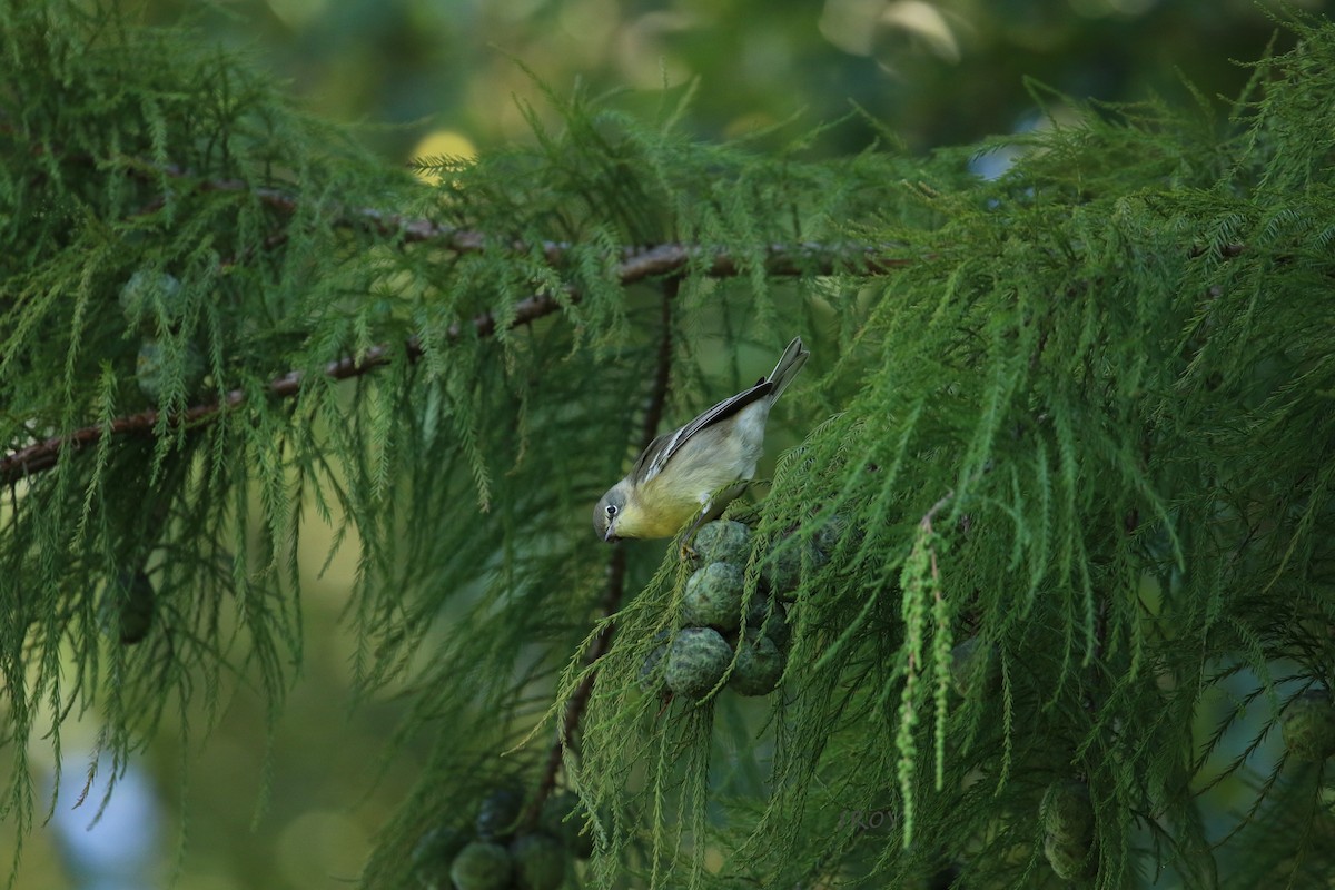 Pine Warbler - ML265176871