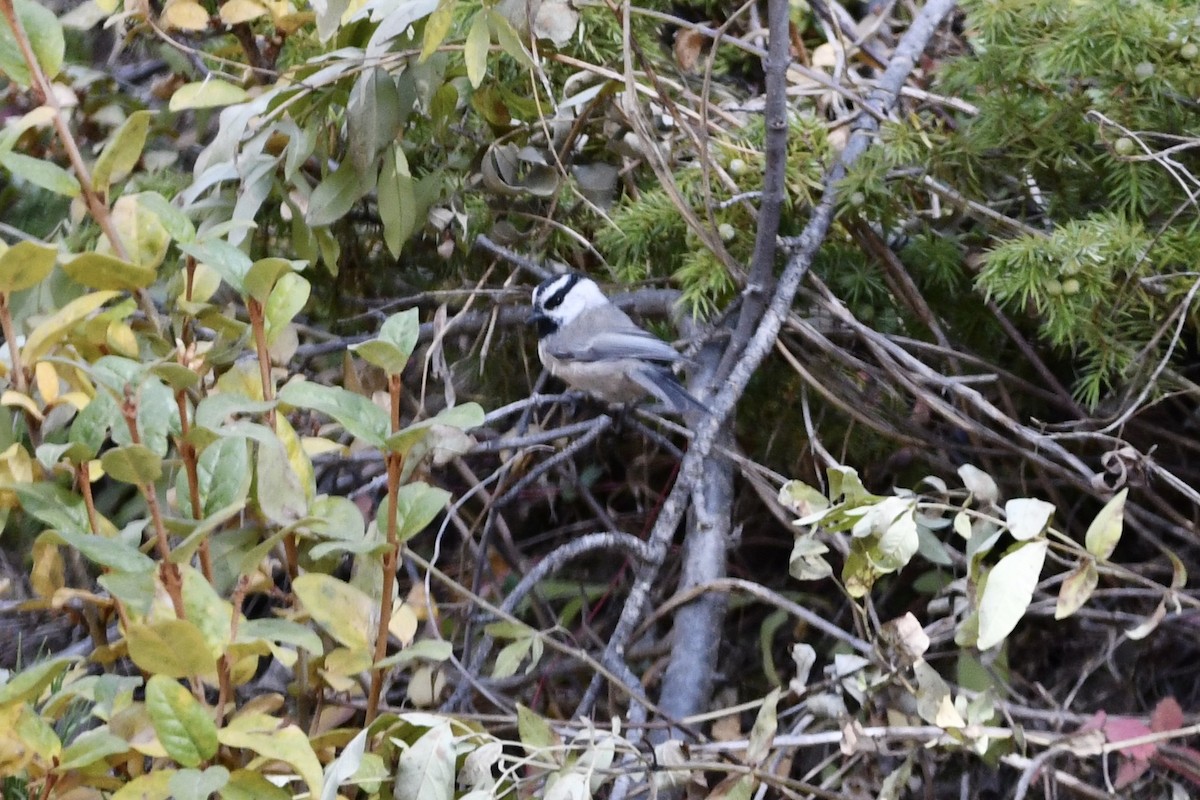 Mountain Chickadee - ML265177171