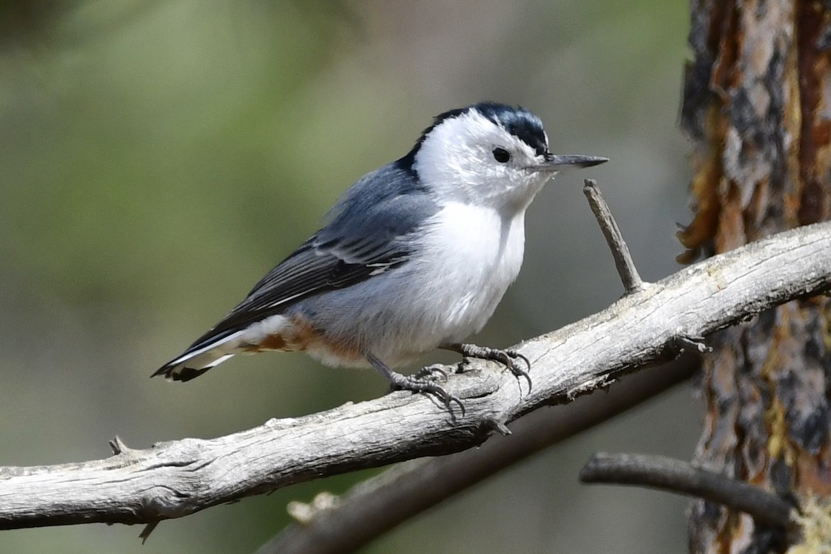 White-breasted Nuthatch - ML265177221