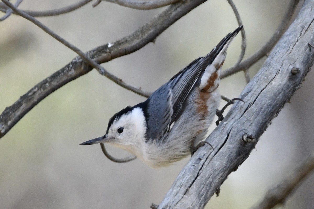 White-breasted Nuthatch - ML265177251