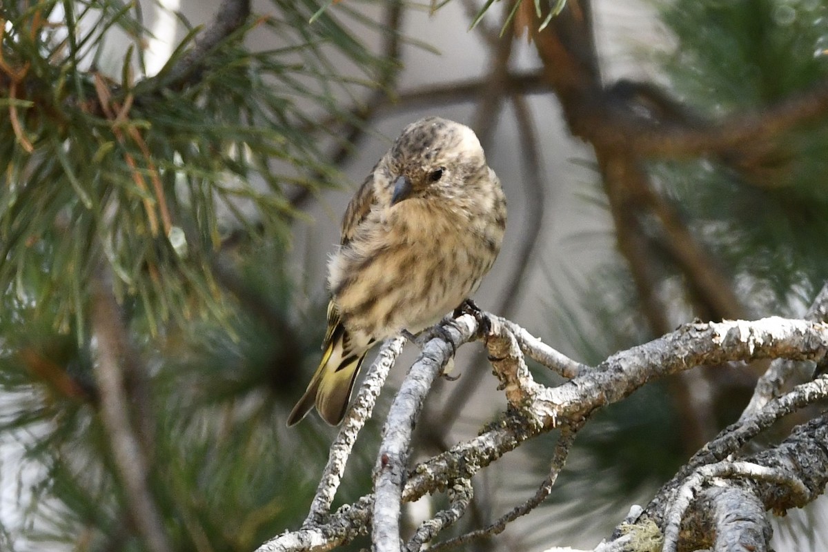 Pine Siskin - ML265177361