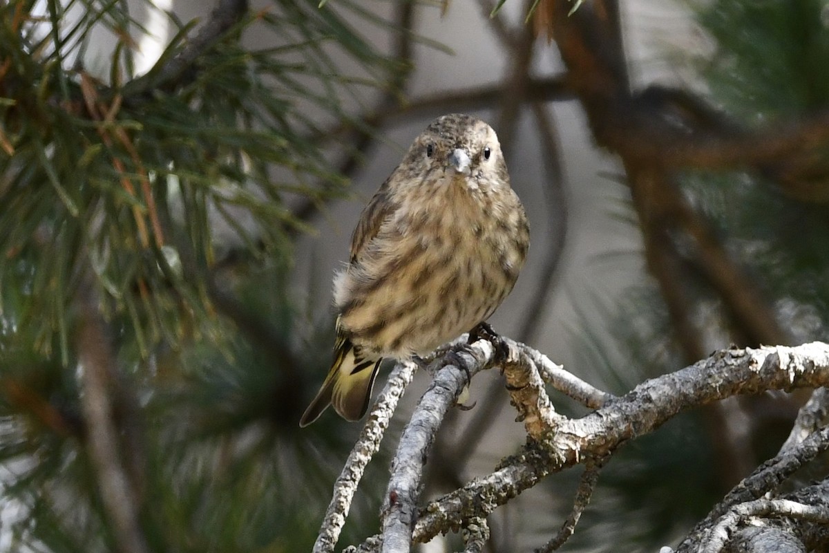 Pine Siskin - ML265177371