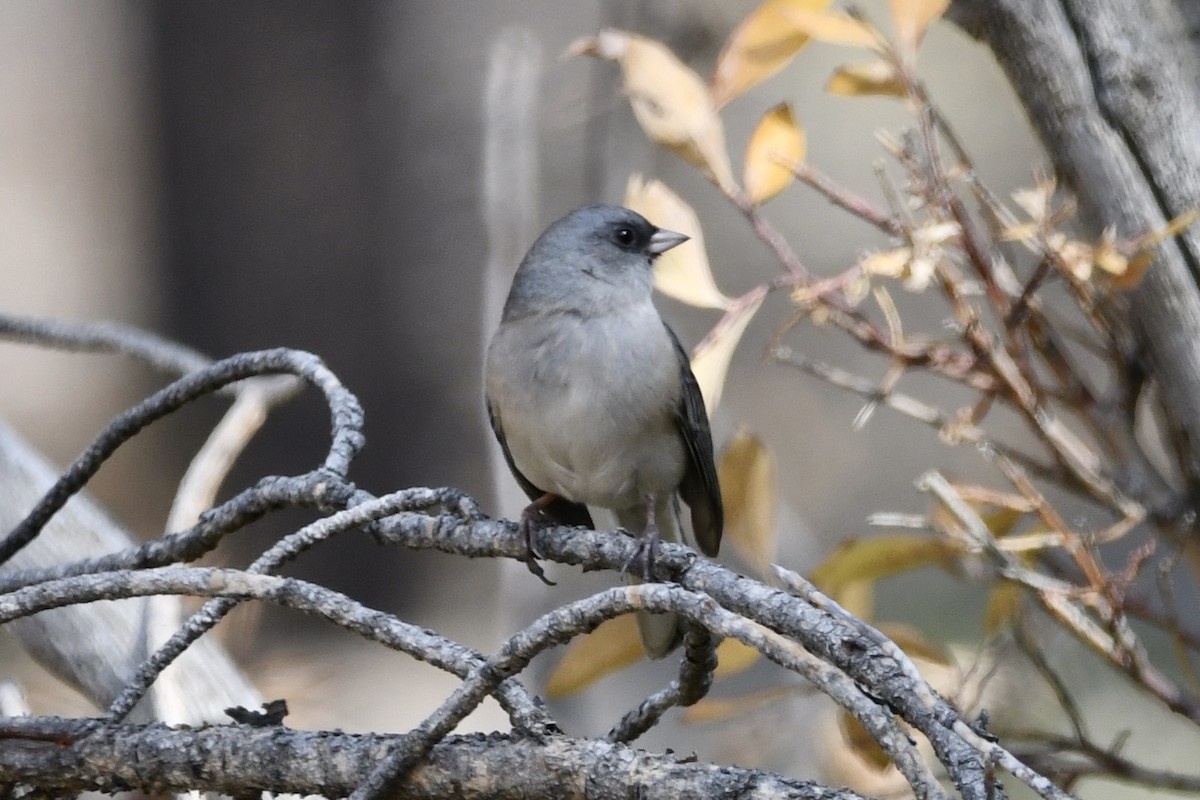 Dark-eyed Junco - ML265177481