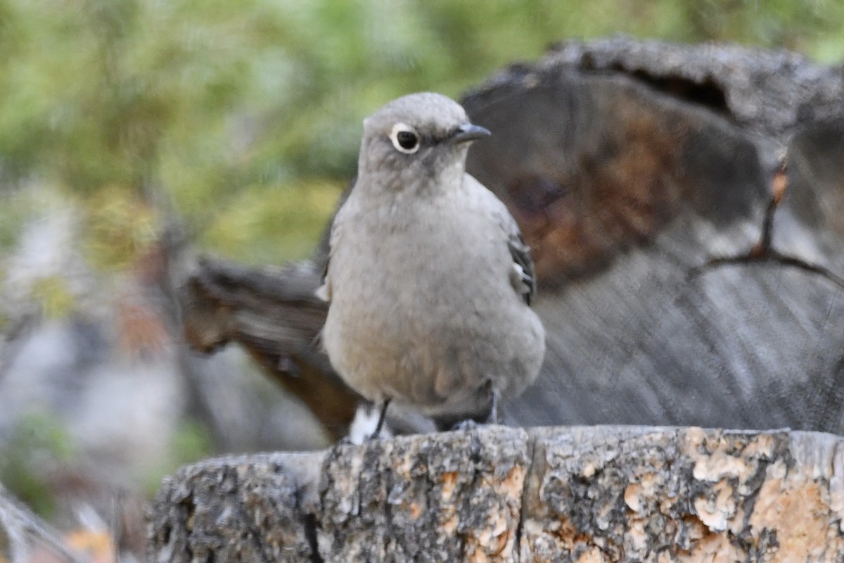 Townsend's Solitaire - ML265178021