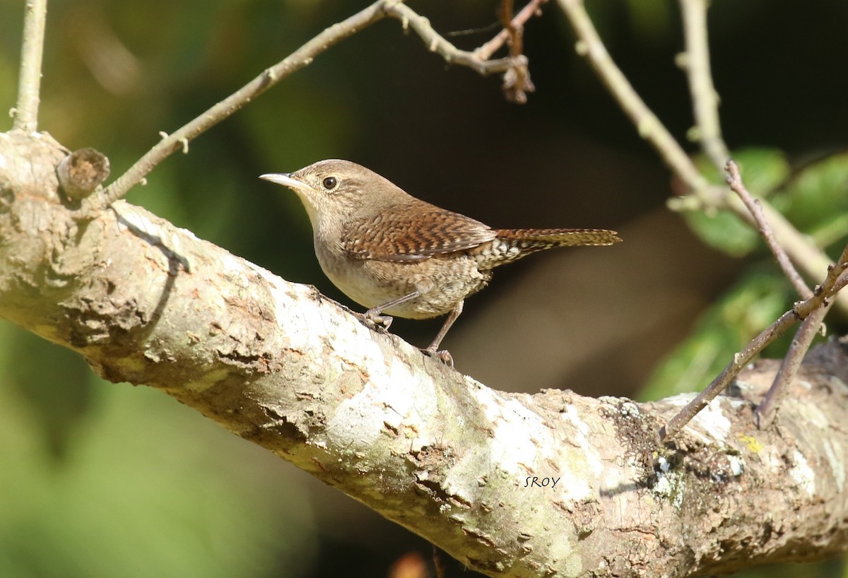 Northern House Wren - ML265178081