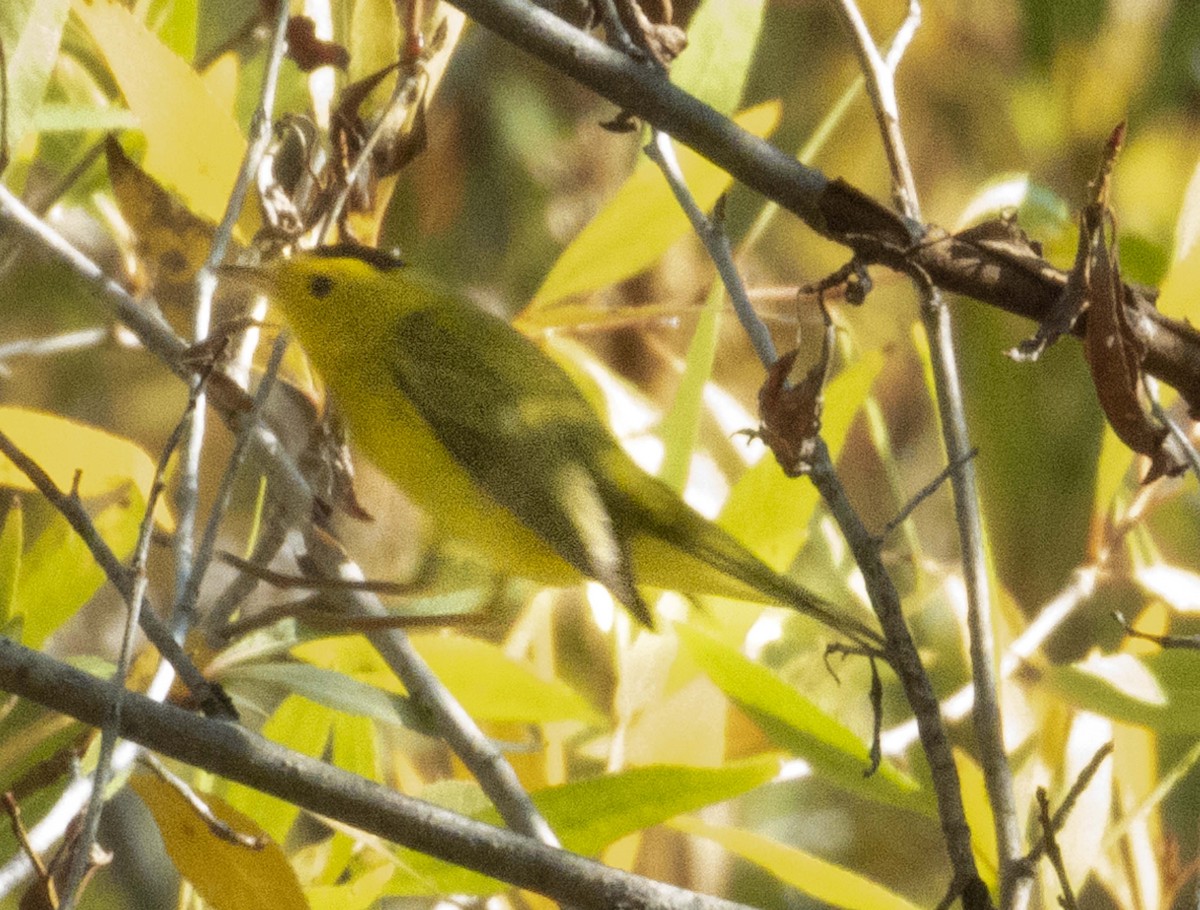 Wilson's Warbler - ML265178191