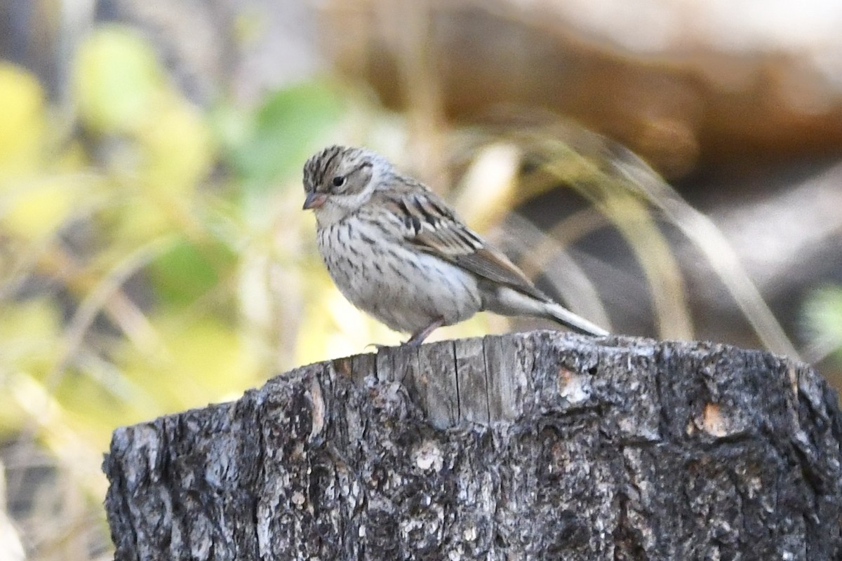 Chipping Sparrow - ML265178201