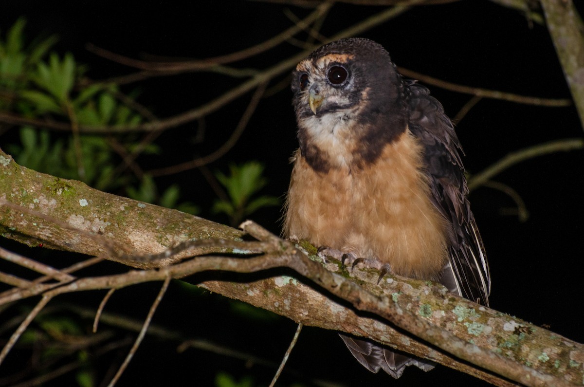 Tawny-browed Owl - ML265178211