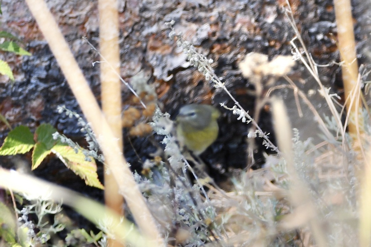 MacGillivray's Warbler - ML265178631