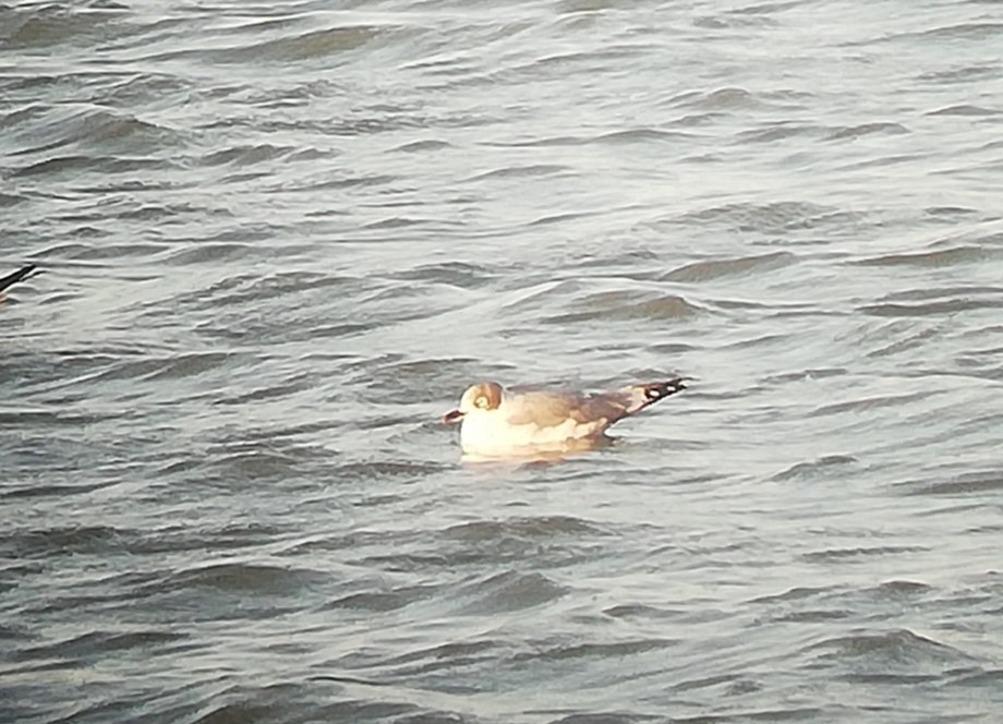 Franklin's Gull - ML265178811