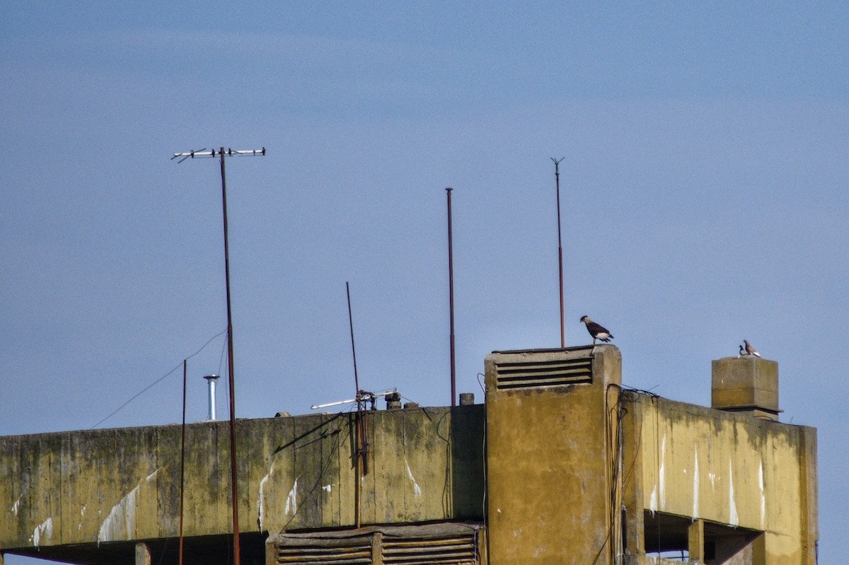 Caracara huppé (plancus) - ML265179001