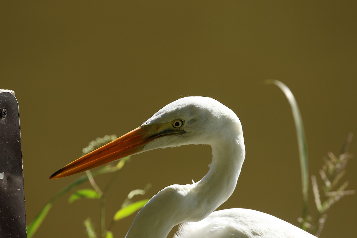 Great Egret - ML265179331