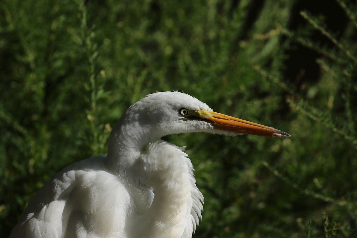 Great Egret - ML265179351
