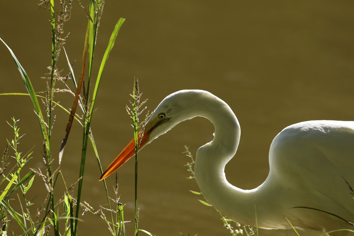 Great Egret - ML265179441