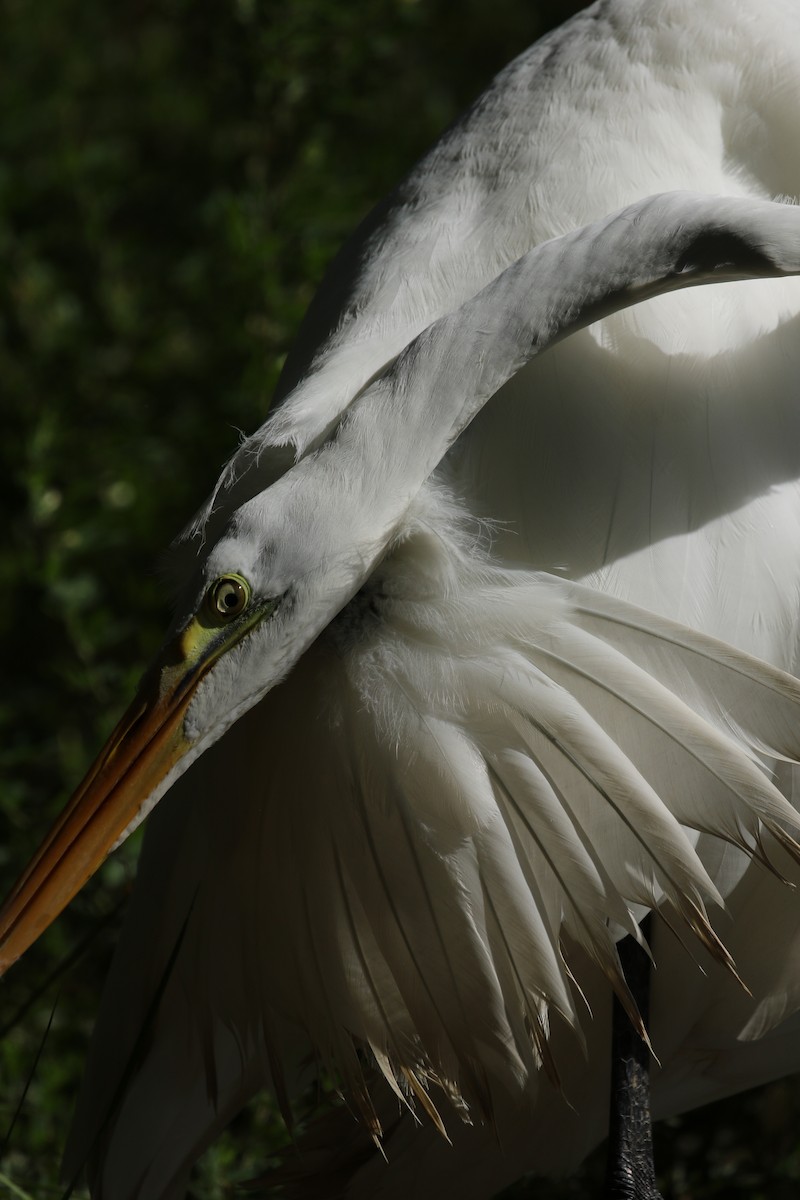 Great Egret - ML265179461