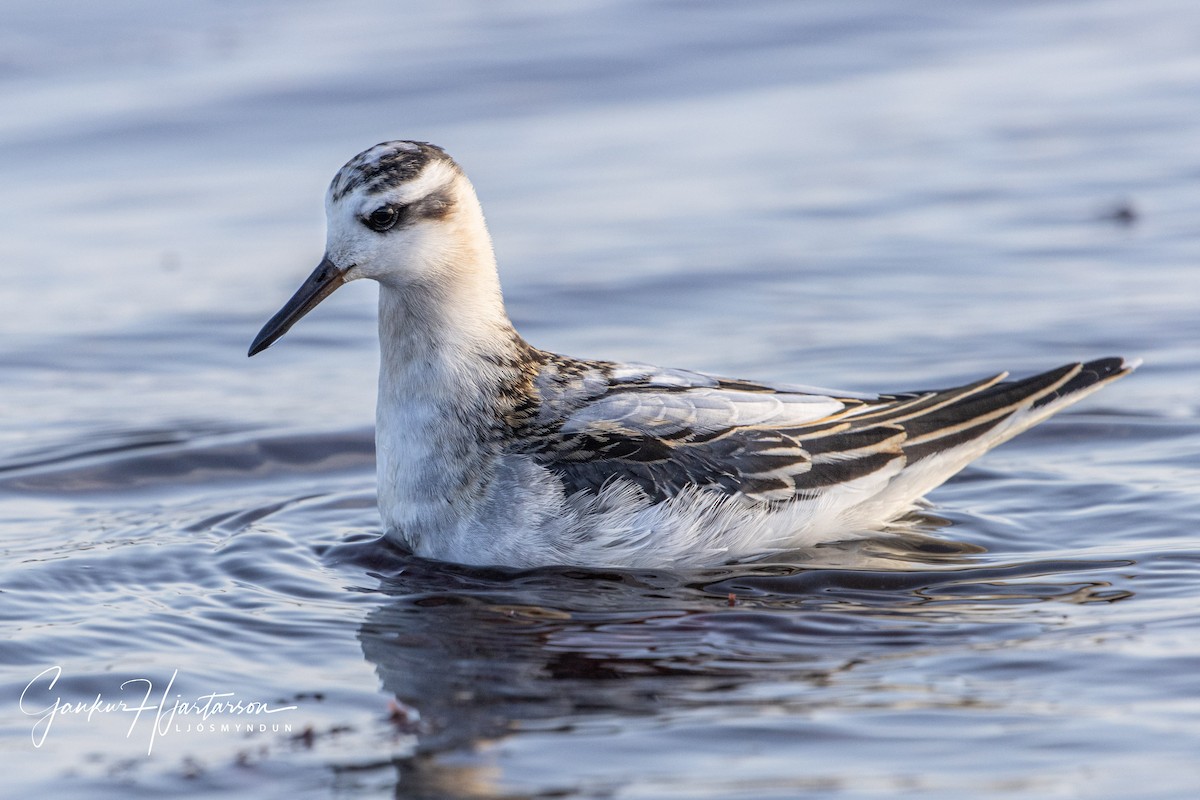 polarsvømmesnipe - ML265180151