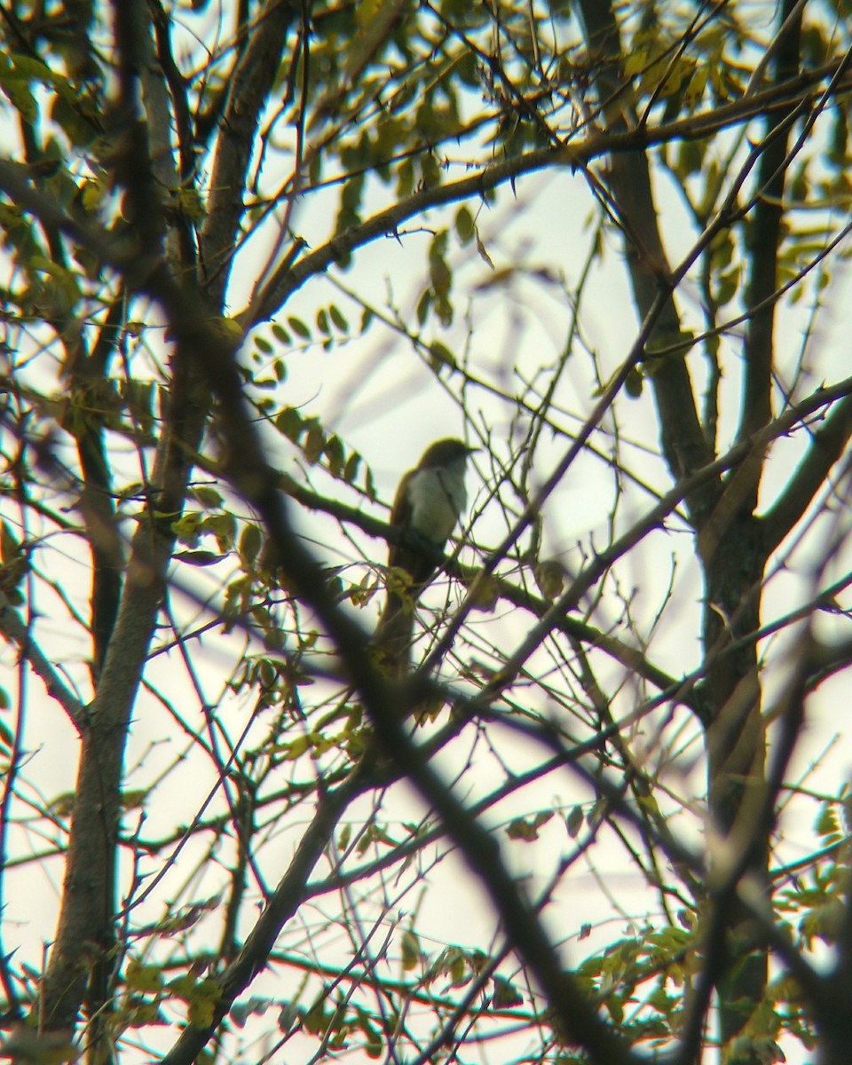 Black-billed Cuckoo - Jacob Raber