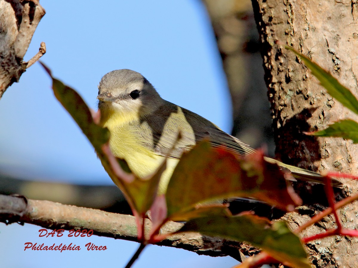 Philadelphia Vireo - Dab Canada