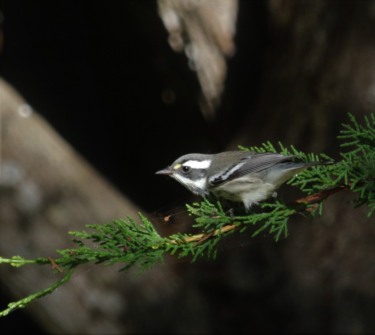Black-throated Gray Warbler - ML265184781