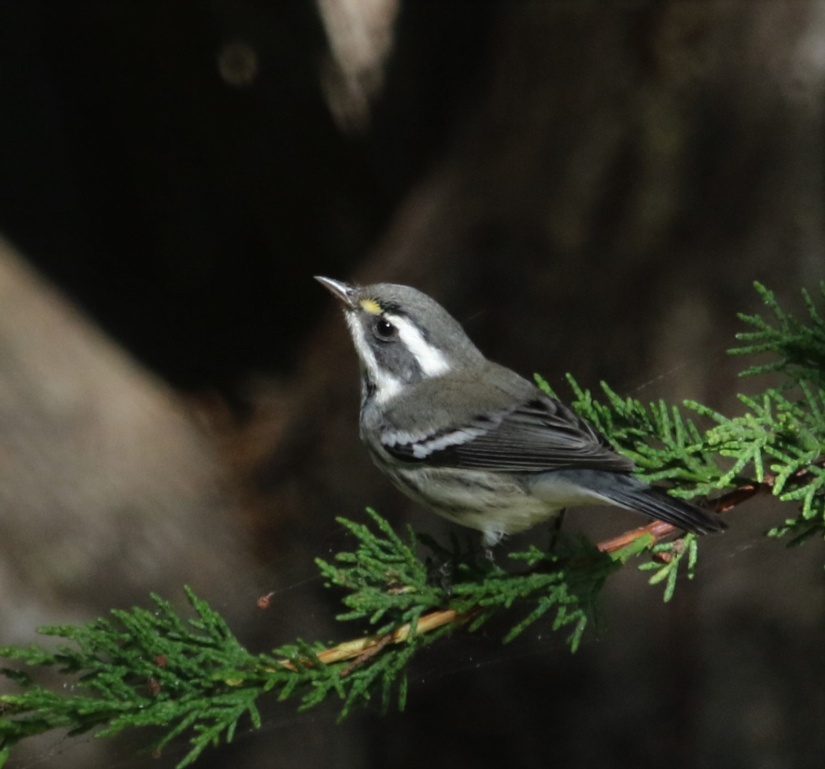 Black-throated Gray Warbler - ML265184801