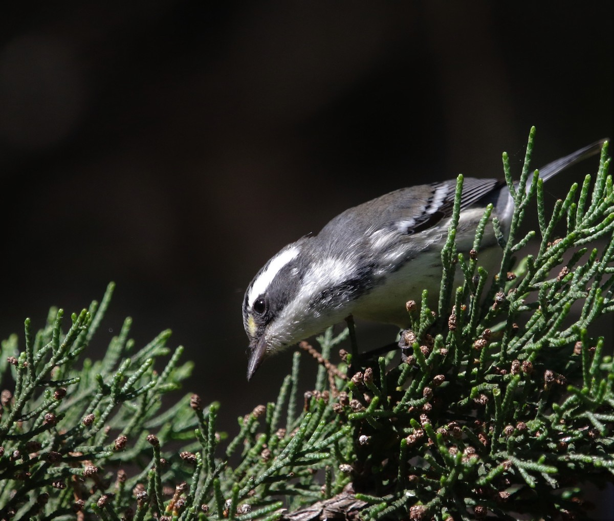 Black-throated Gray Warbler - ML265184831