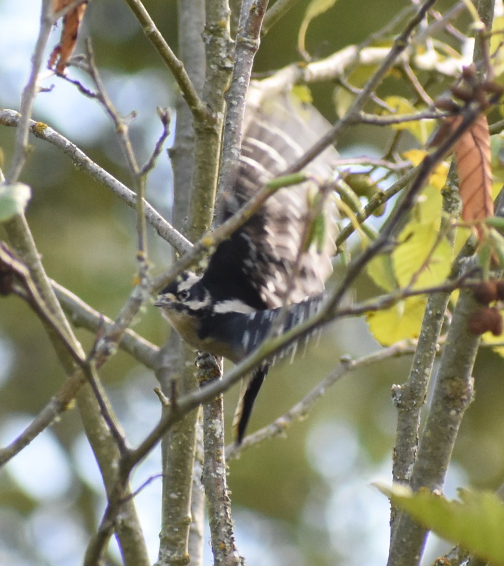 Downy Woodpecker - ML265184931