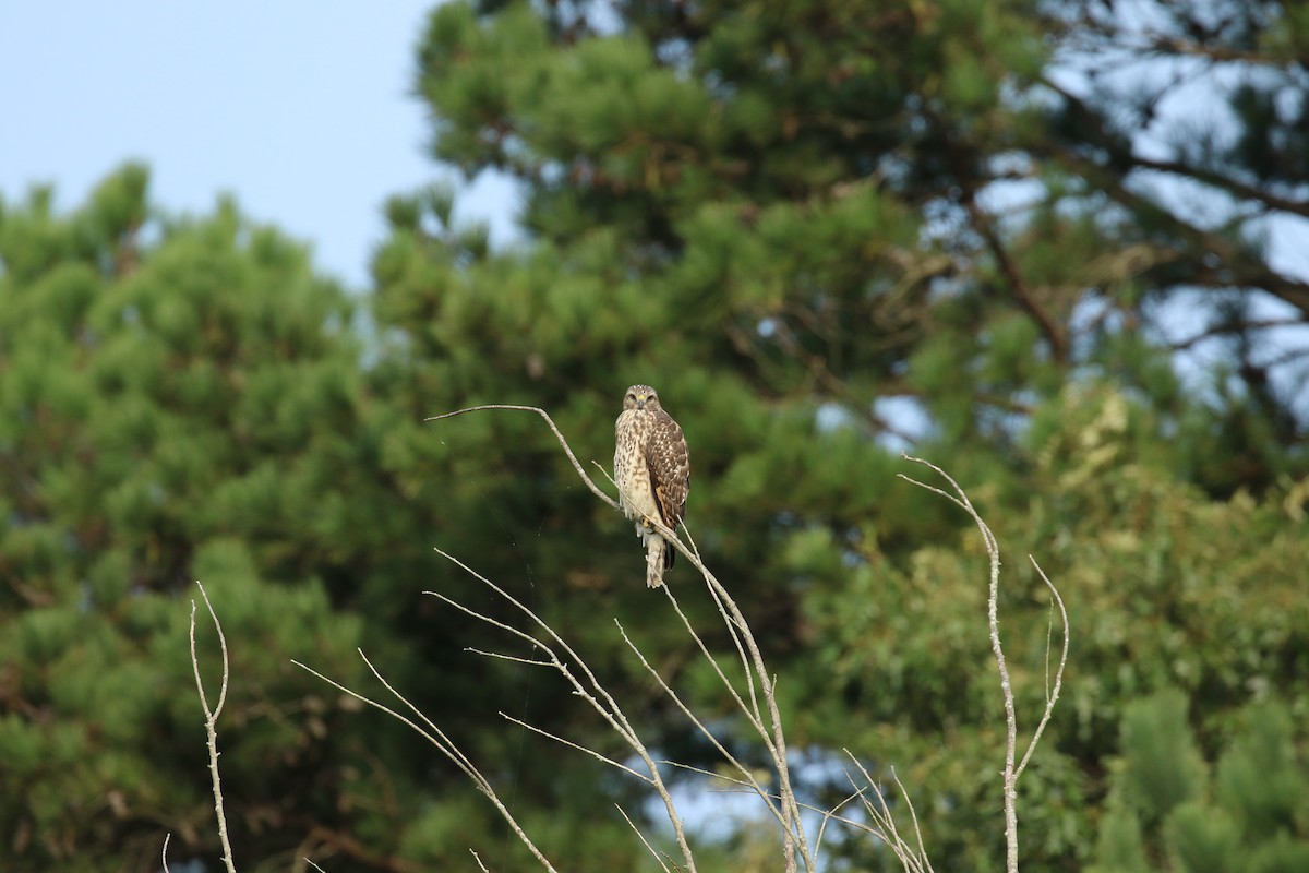 Red-tailed Hawk - ML265185071