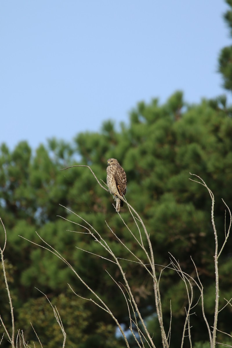 Red-tailed Hawk - ML265185081