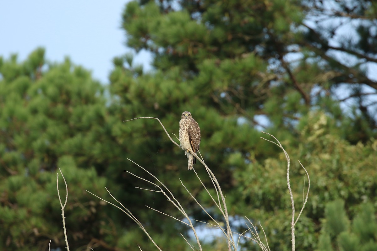 Red-tailed Hawk - ML265185091