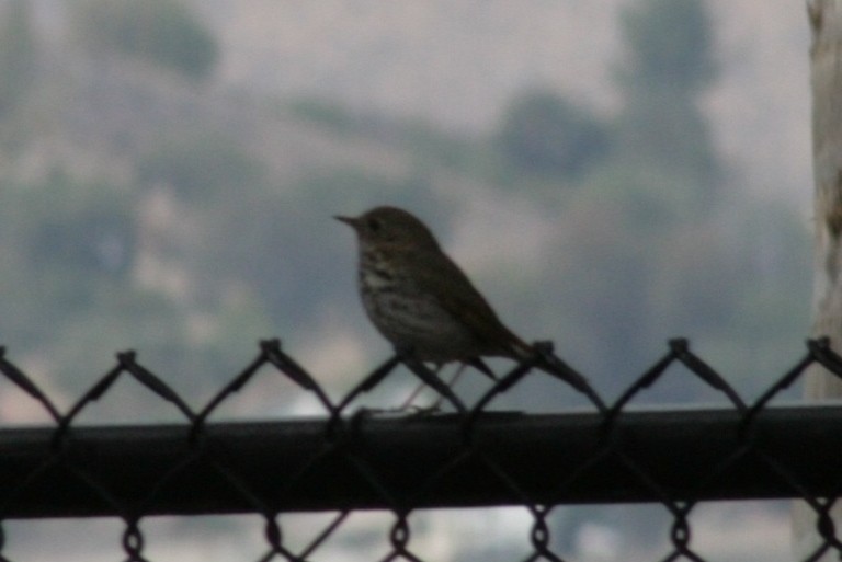 Hermit Thrush - ML265186461