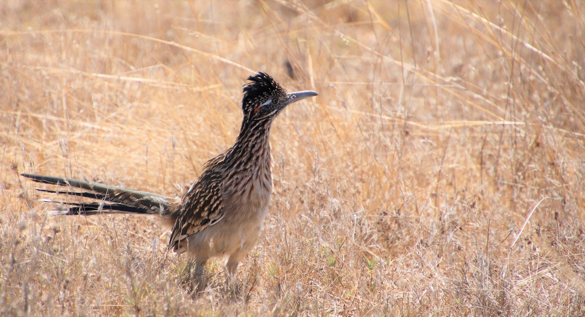 Greater Roadrunner - Millie and Peter Thomas