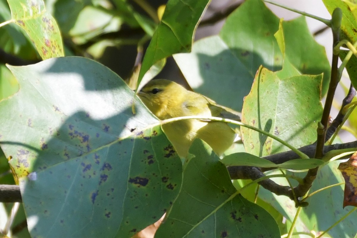 Tennessee Warbler - ML265189871