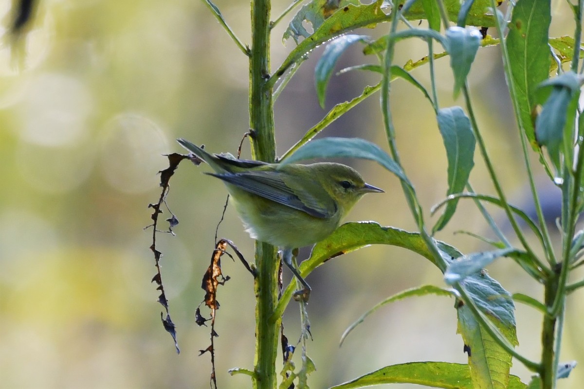 Tennessee Warbler - Mary Brennan