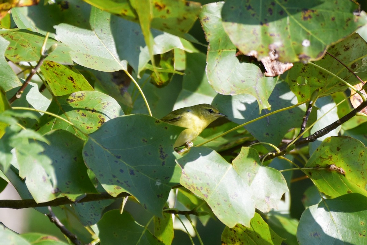 Tennessee Warbler - ML265189901