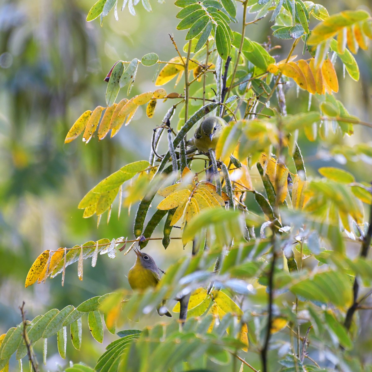 Tennessee Warbler - Mary Brennan