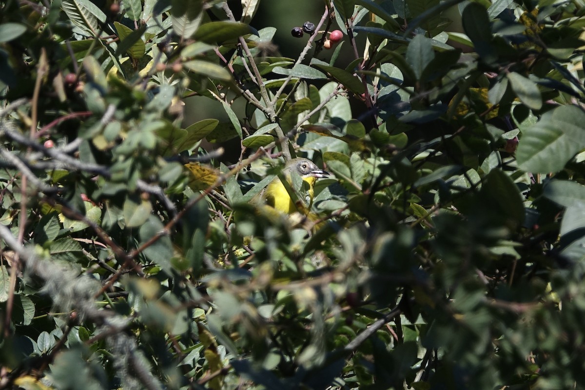 Yellow-breasted Chat - ML265190771