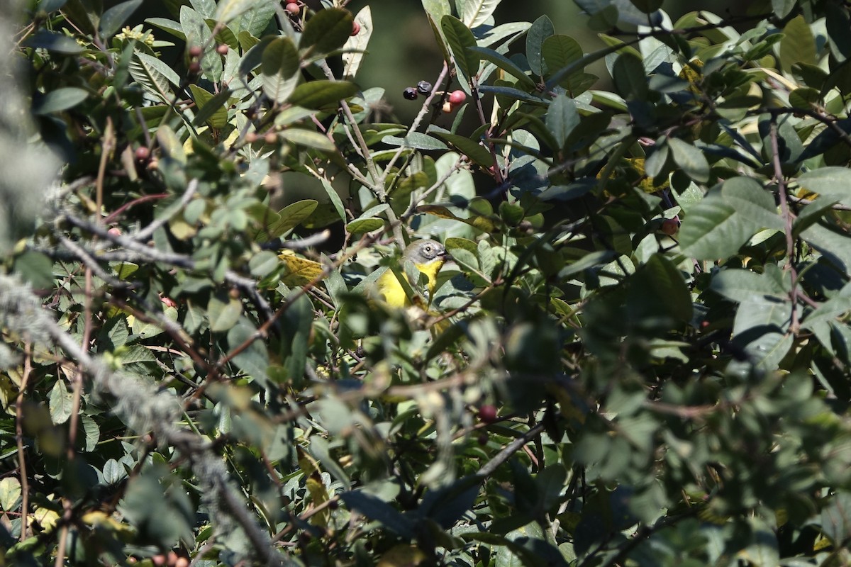 Yellow-breasted Chat - ML265190781