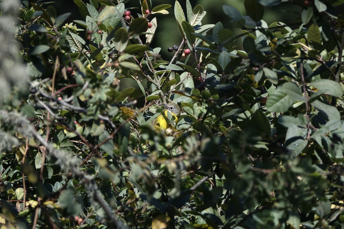 Yellow-breasted Chat - ML265190801