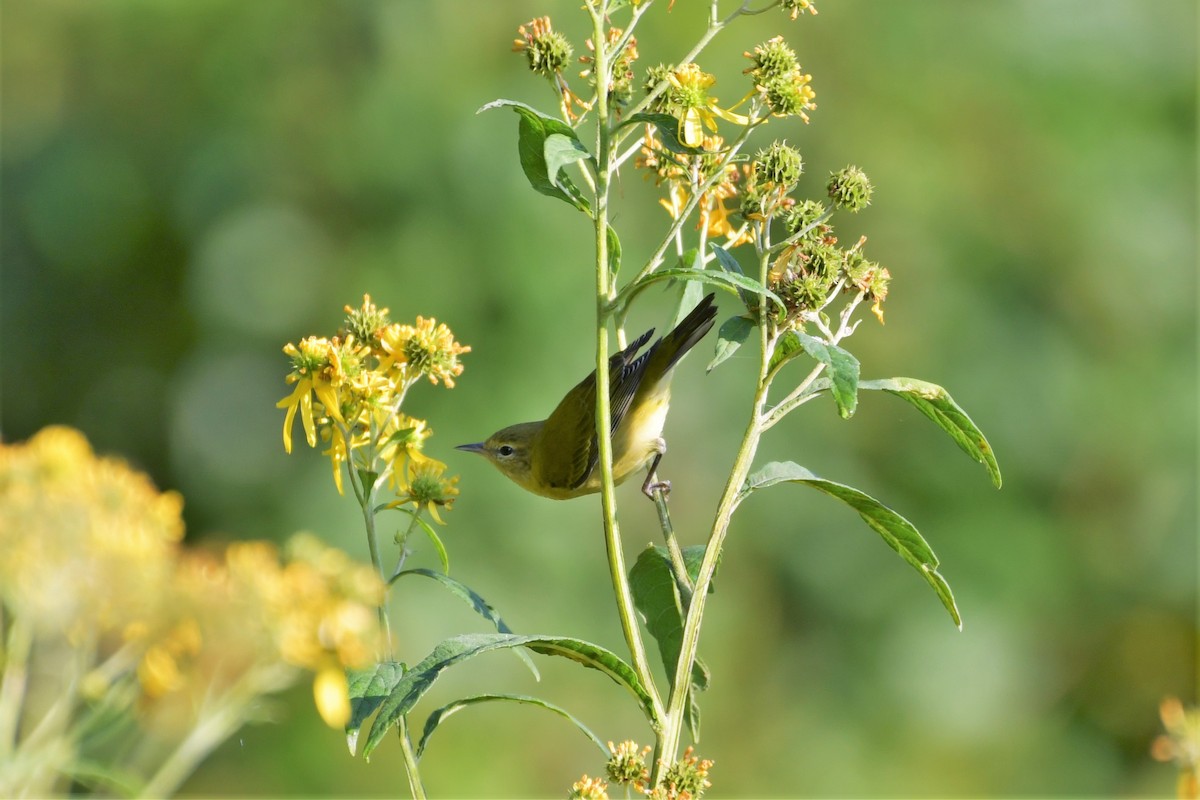 Tennessee Warbler - ML265190821