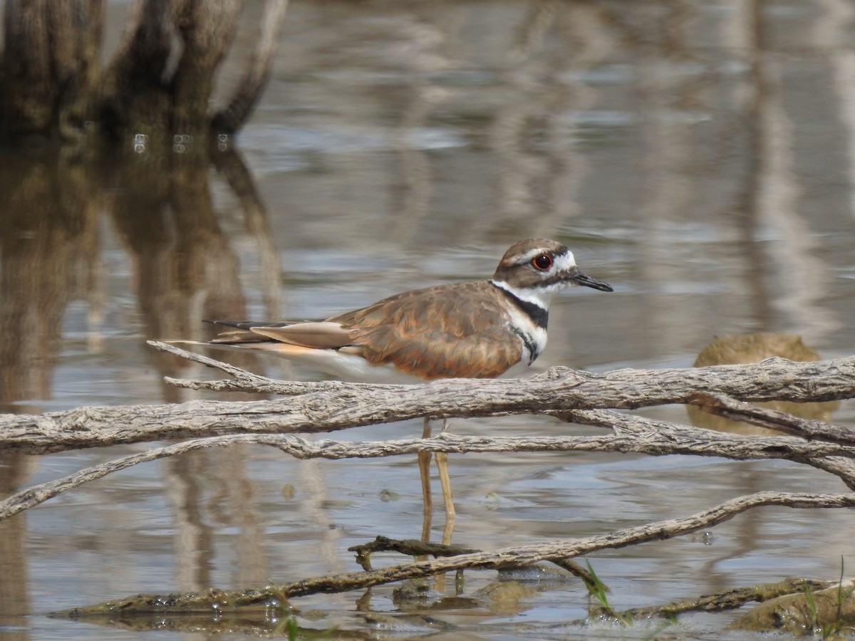 Killdeer - ML265193701