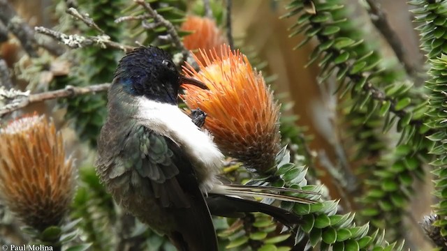 Colibri du Chimborazo - ML265194621
