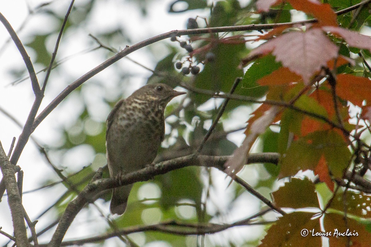 Gray-cheeked Thrush - ML265199331