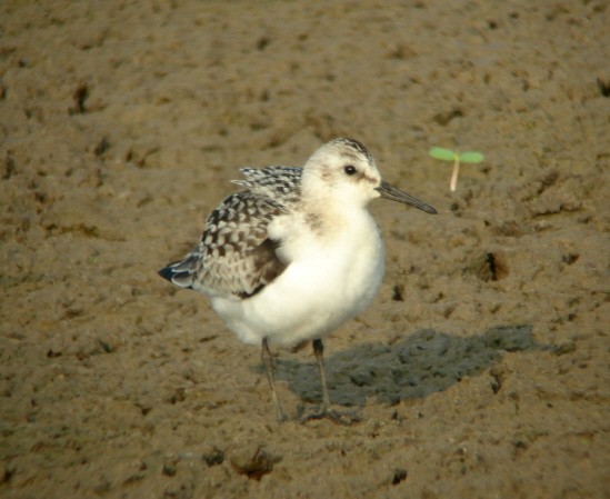 Bécasseau sanderling - ML265199971