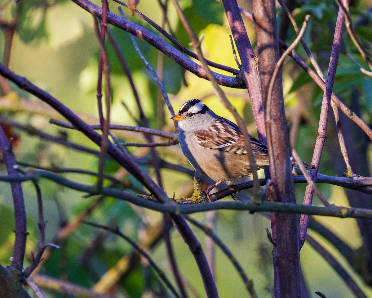 White-crowned Sparrow - Jesse Kramer