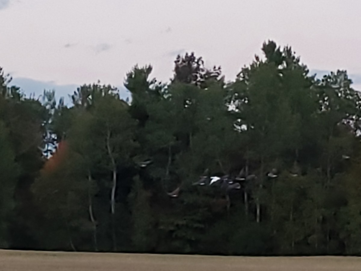 Snow Goose - ML265202061